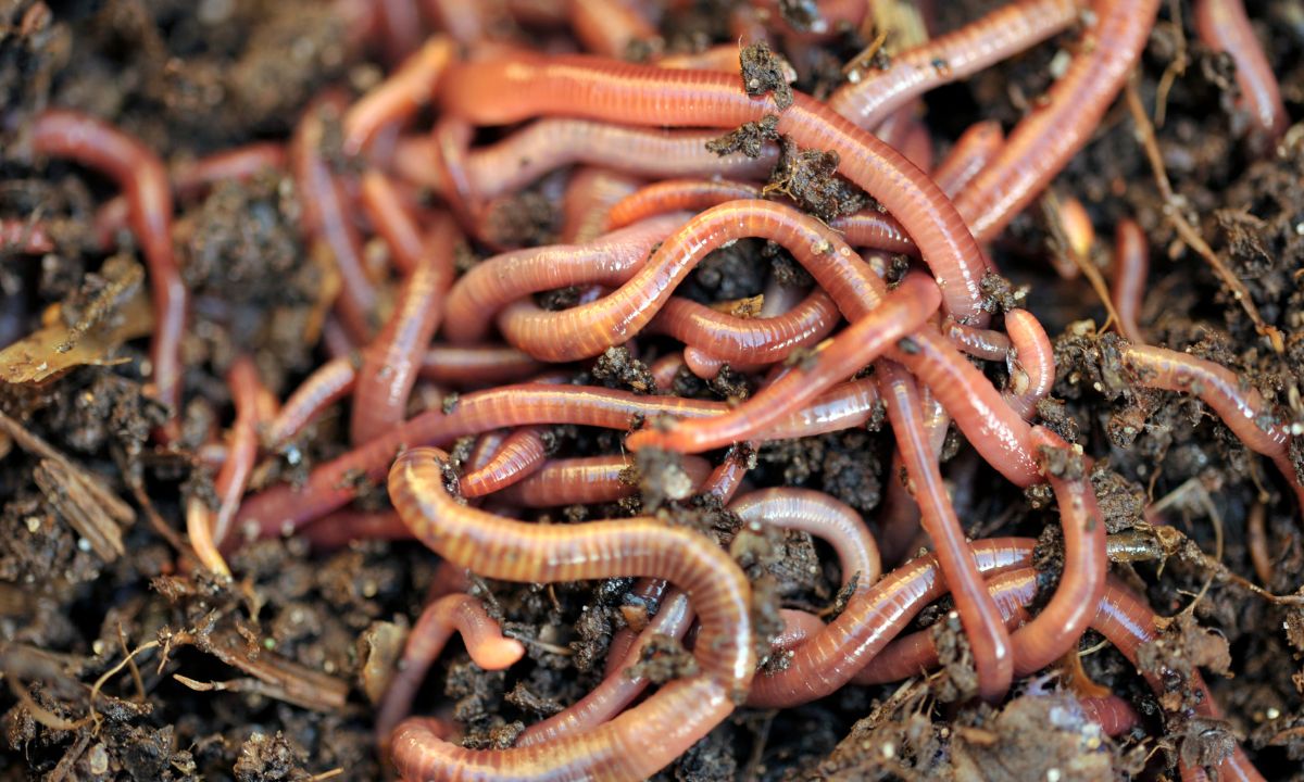 Dream About Worms: 15 Meanings & Interpretations - DreamFist