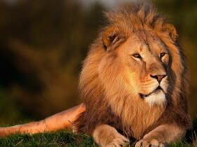 Dream Of Lion
