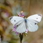 White Butterfly Meaning