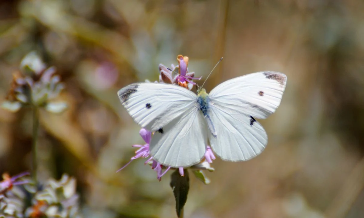 White Butterfly Meaning