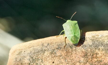 Dream Of Bed Bugs