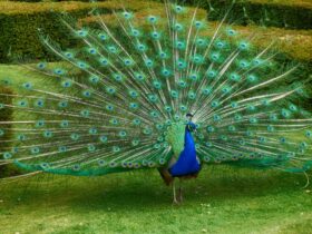 Peacock Dream Meaning