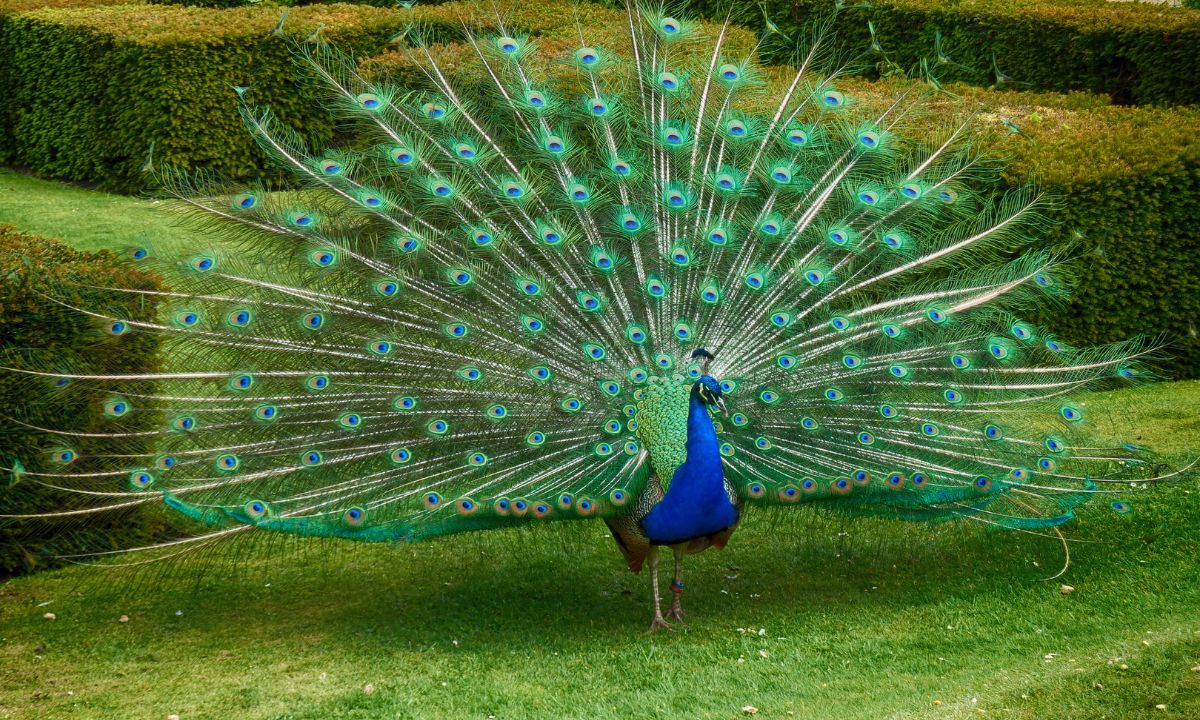 Peacock Dream Meaning