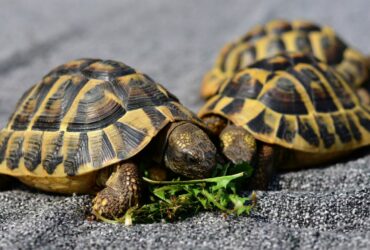 What Does It Mean To Dreams About Turtles?