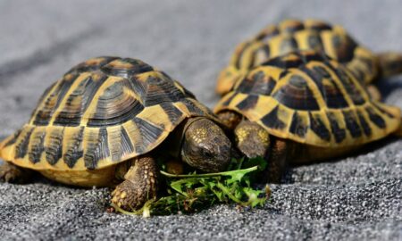 What Does It Mean To Dreams About Turtles?
