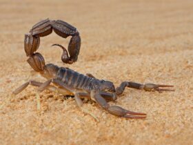 Scorpion Dream Meaning