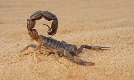 Scorpion Dream Meaning