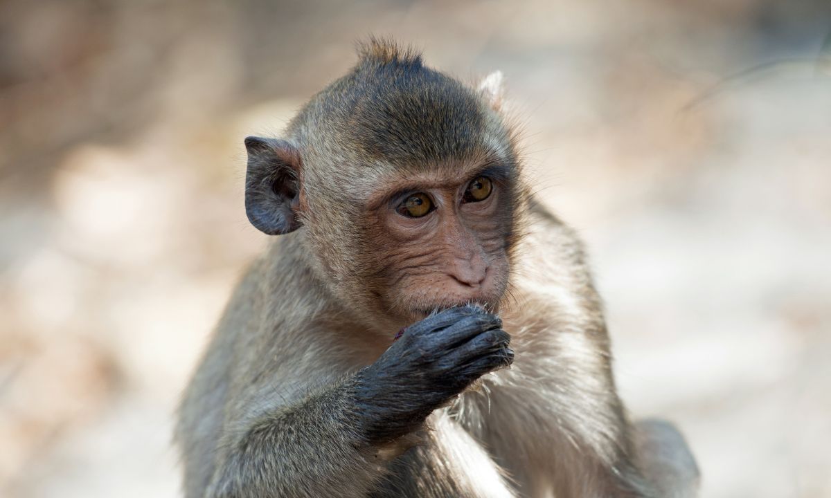 11 Common Scenarios On Dreams About Monkey With Their Meanings