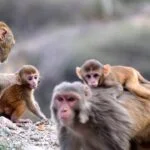 Monkey In Dream