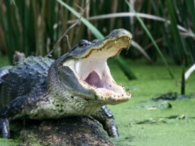 Alligator Dream Meaning