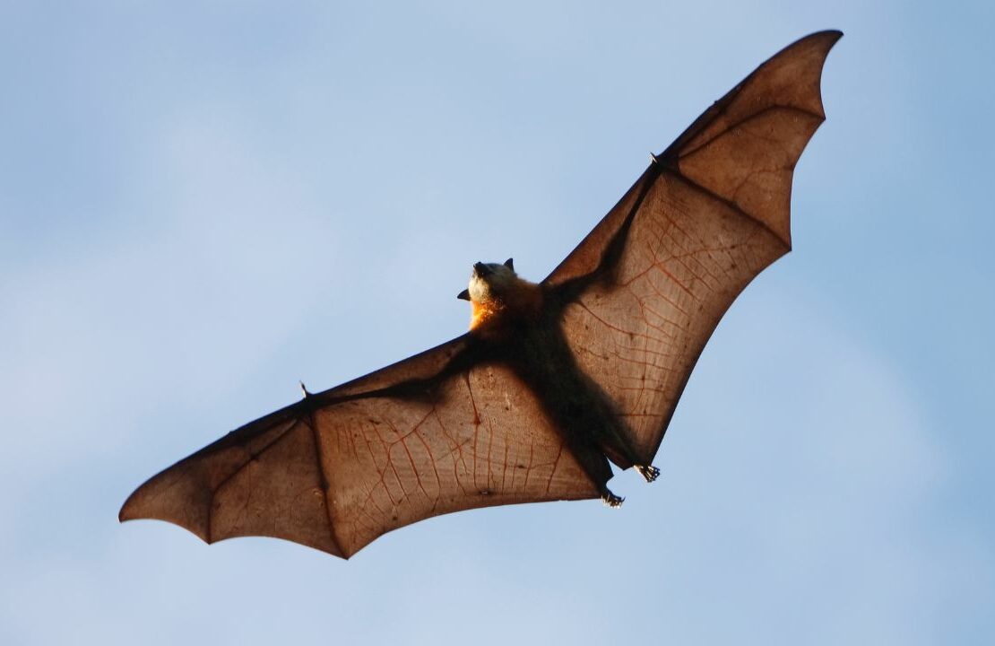 dream about bats