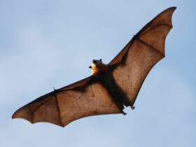 dream about bats