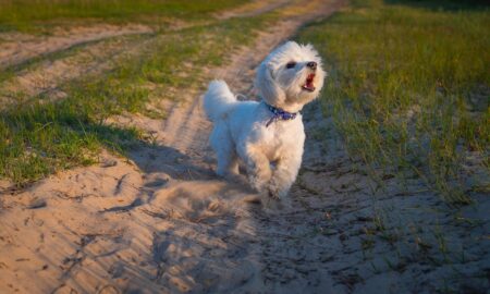 Dog Barking In Dream