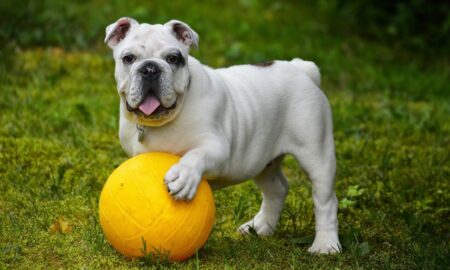 Dream About Bulldog