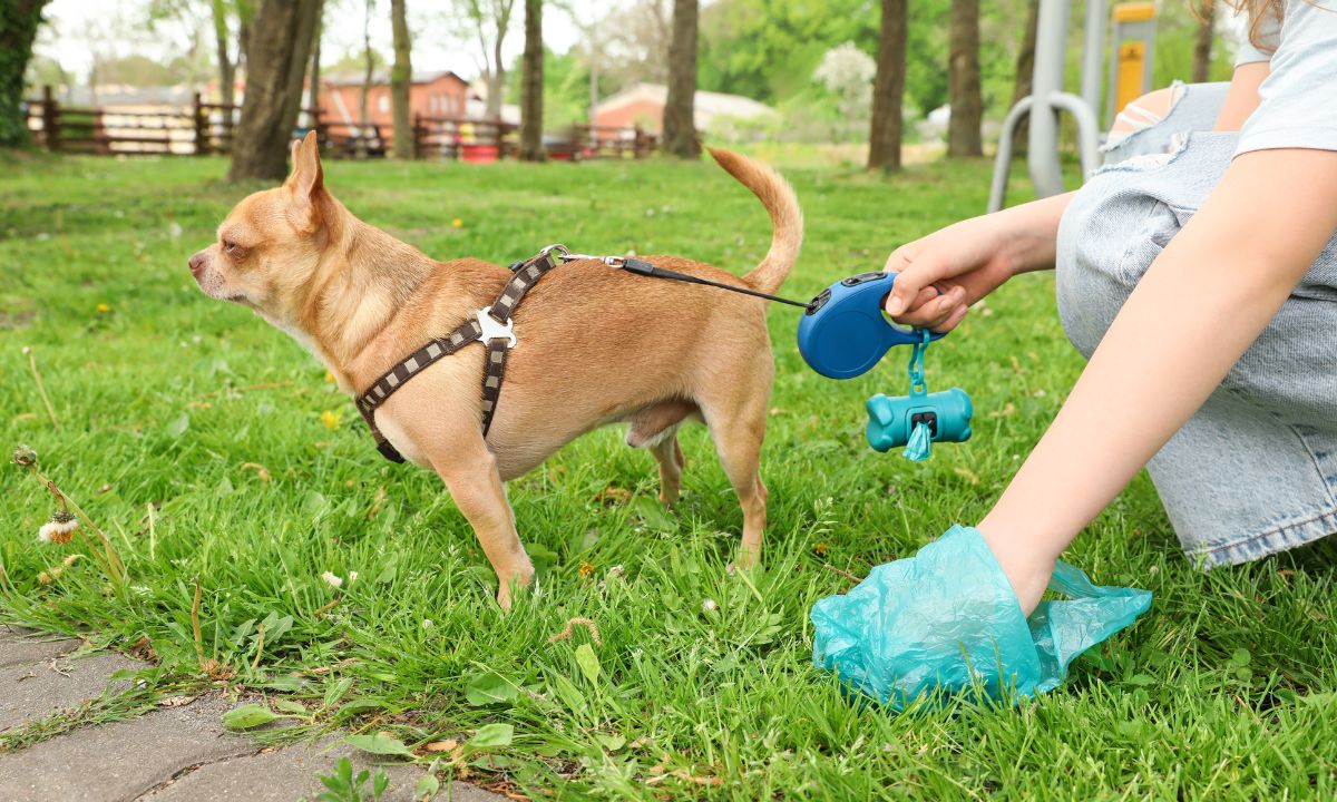 General Dreams About Dog Pooping & Their Meanings