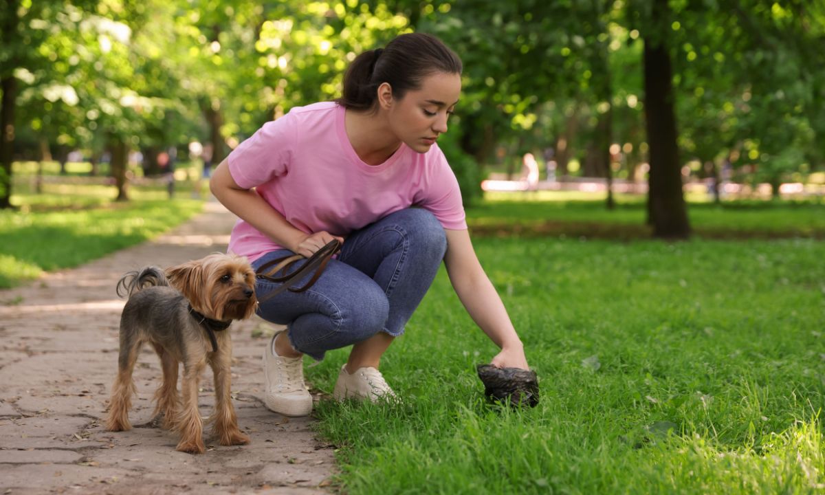 Seeing Dog Poop in Dream Islamic Meanings