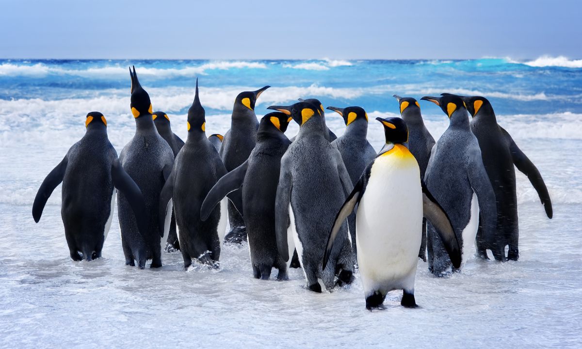 dream about penguins