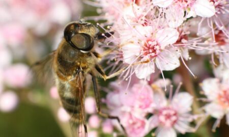 Dream About Wasps