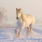 Dream About White Horse