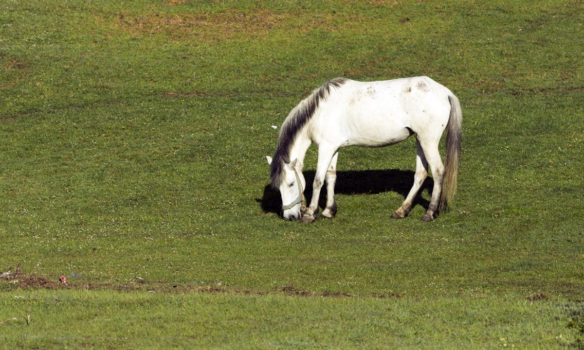 Seeing White Horse In Dream Islamic Meaning