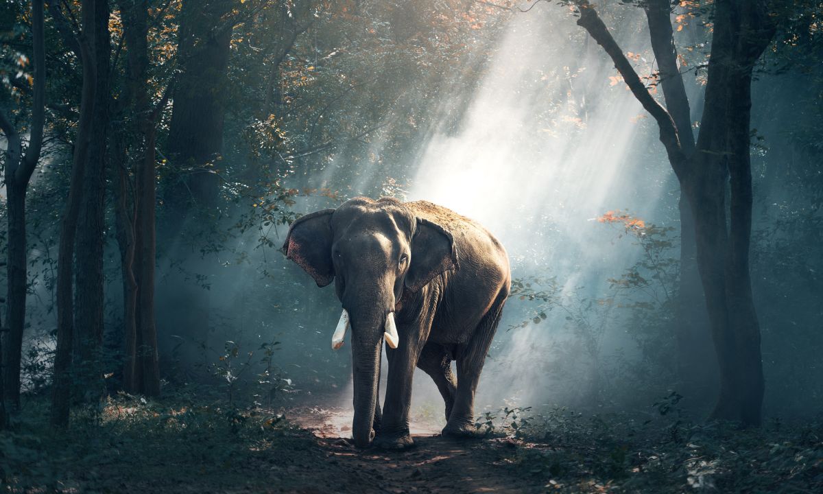 Dream of Elephant