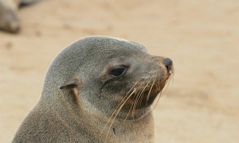 dream of seeing seals