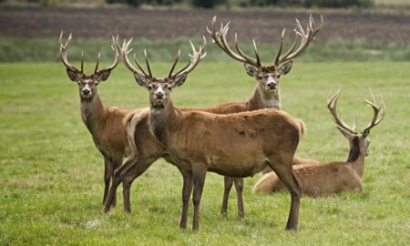 Dreaming of Deers