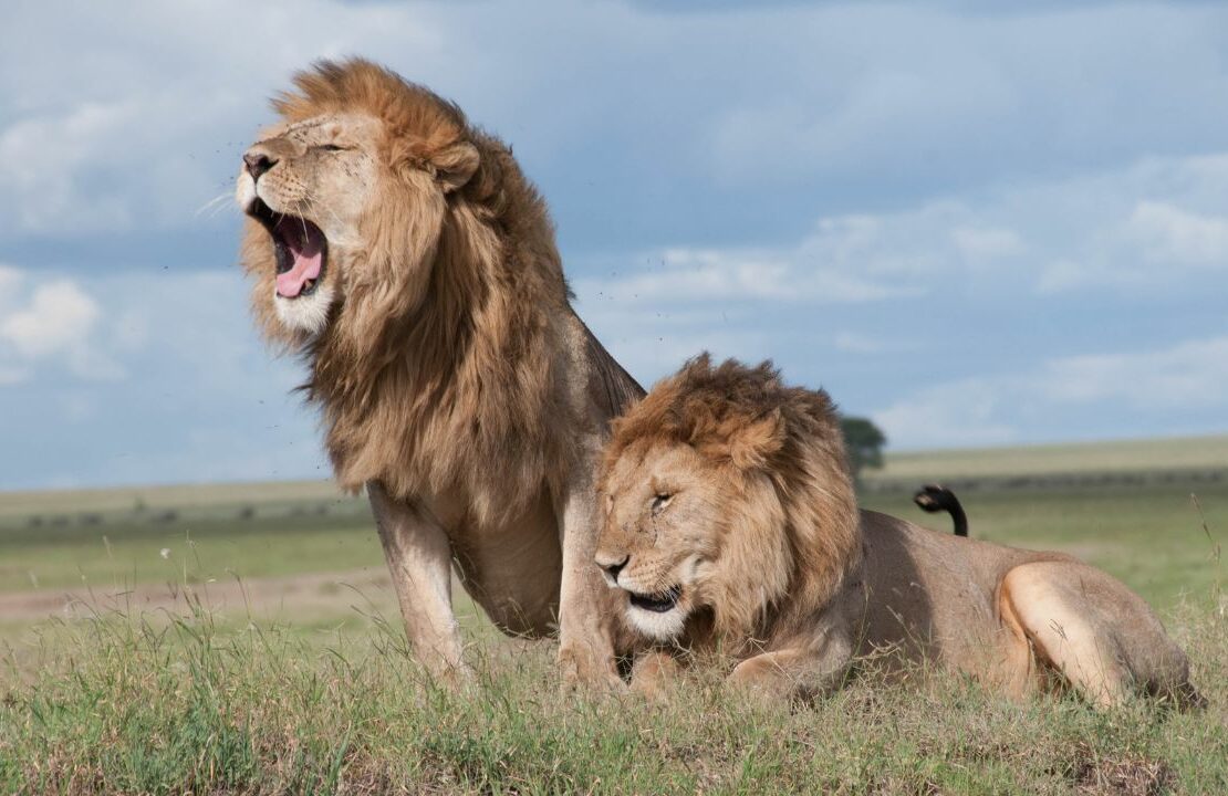 Dreaming of Lions Chasing You