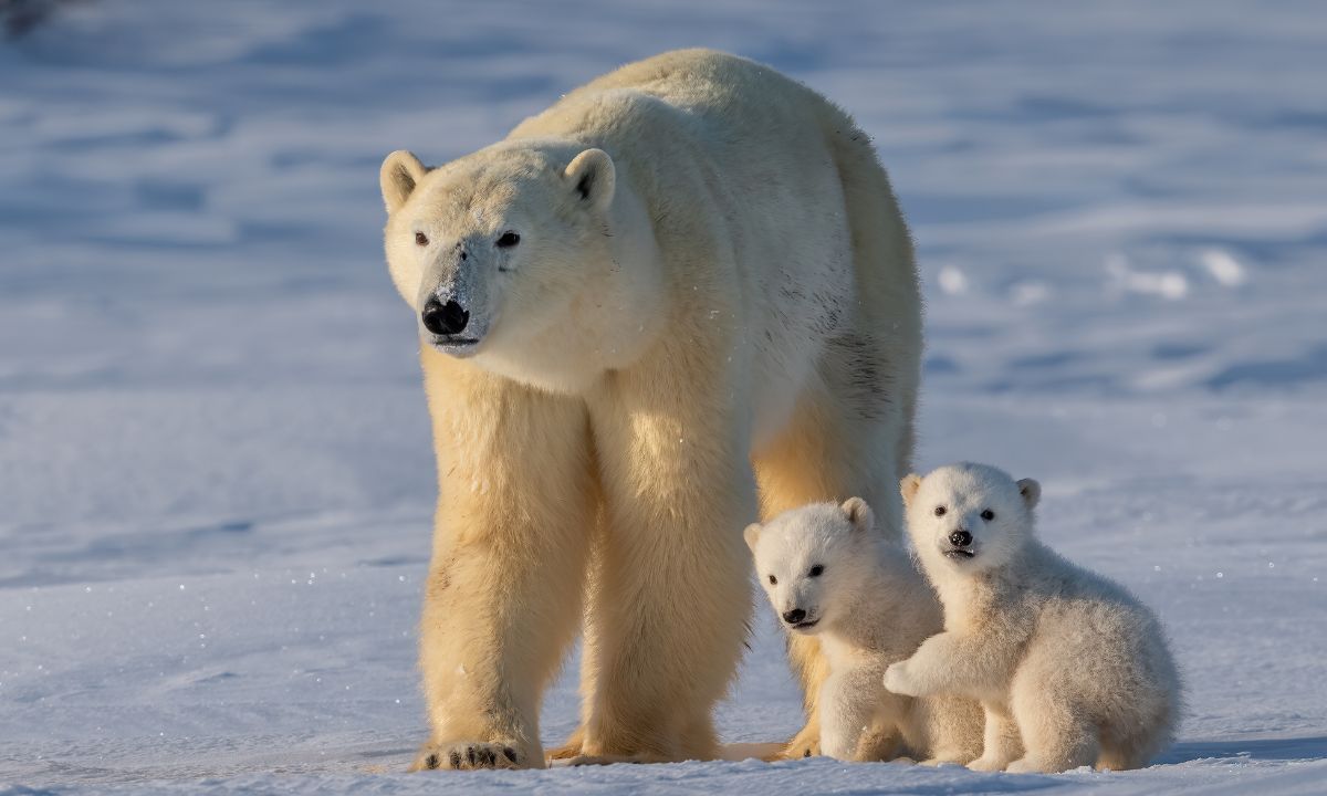 What Is The Biblical Meaning Of Dreaming Of Polar Bear?