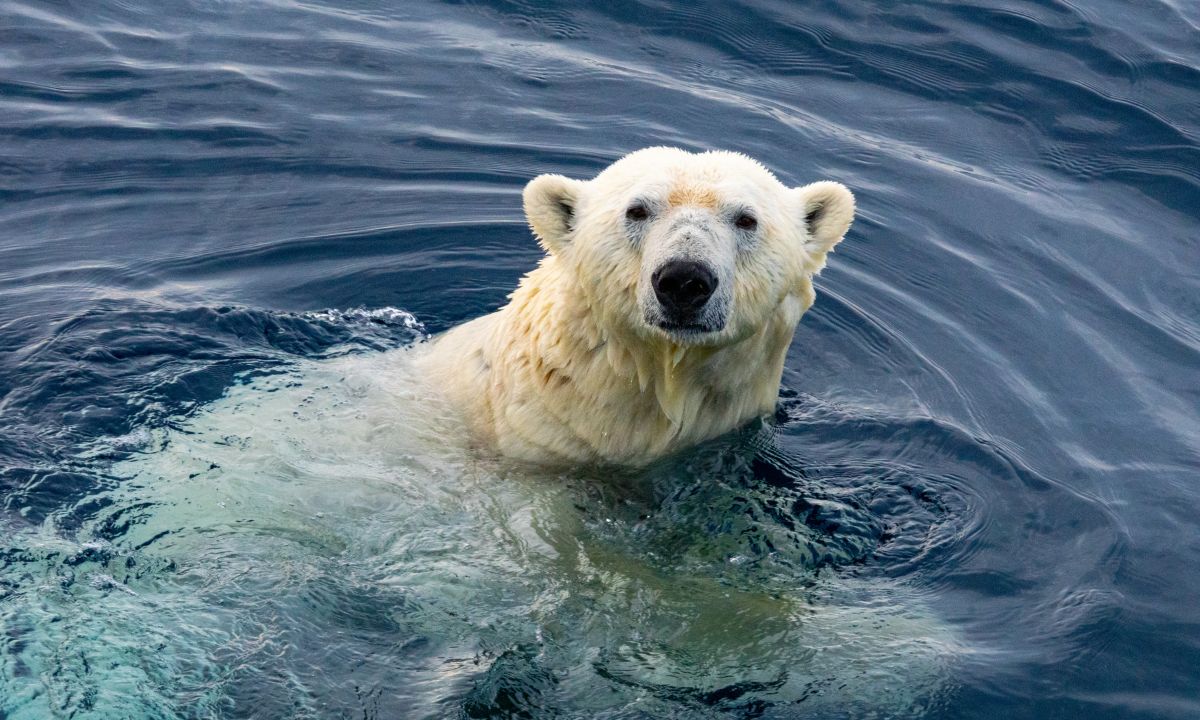 13 Common Dreams About Polar Bears & Their Meanings