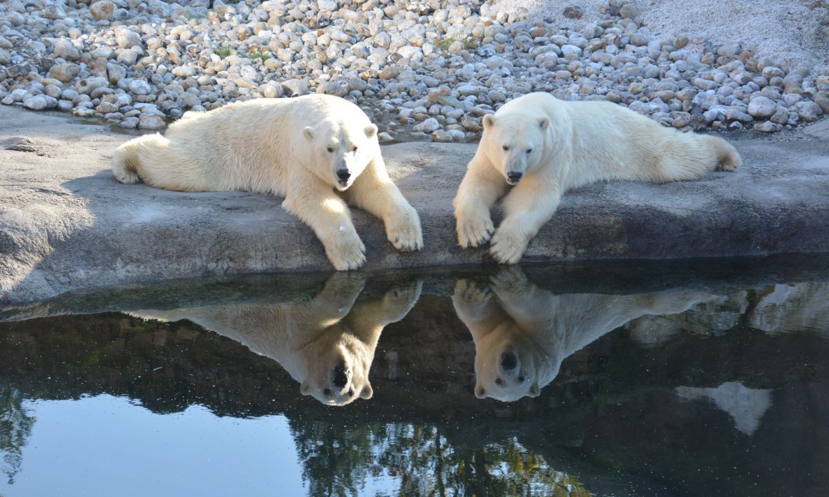 Seeing Polar Bear in Dream Islamic Meaning