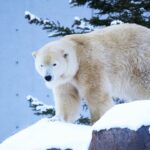 Dreaming of Polar Bears