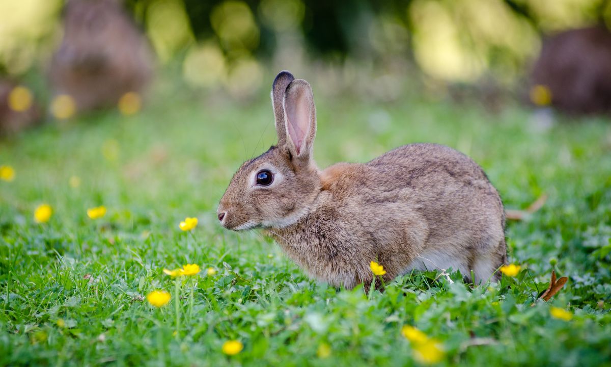 Spiritual Meaning Of Rabbits In Dreams