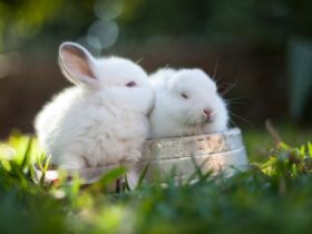 Dreaming of Rabbits