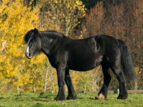 Black Horse In Dream