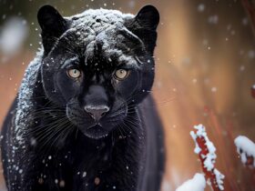 Dream About A Black Panther