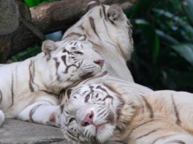 Dream About A White Tiger