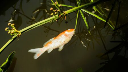 Dream About Dead Fish