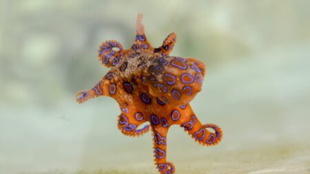 Dream Of Octopus