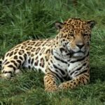 Dreaming About Jaguar