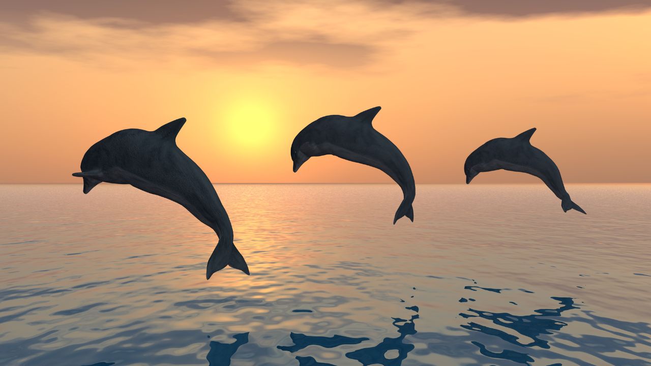 Dreaming of Dolphins In Islam Meaning