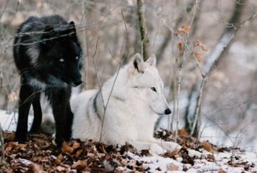 Dreams About Wolves