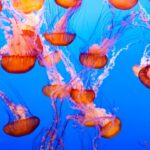 Jellyfish Dream Meaning