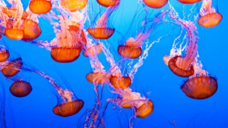 Jellyfish Dream Meaning