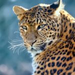 Leopard Dream Meaning