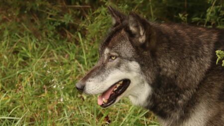 Black Wolf In Dream