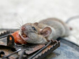 Dead Mouse In Dream