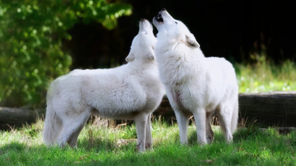 White Wolf In Dream: Meanings & Interpretations - DreamFist