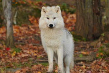 White Wolf In Dream
