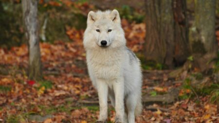 White Wolf In Dream